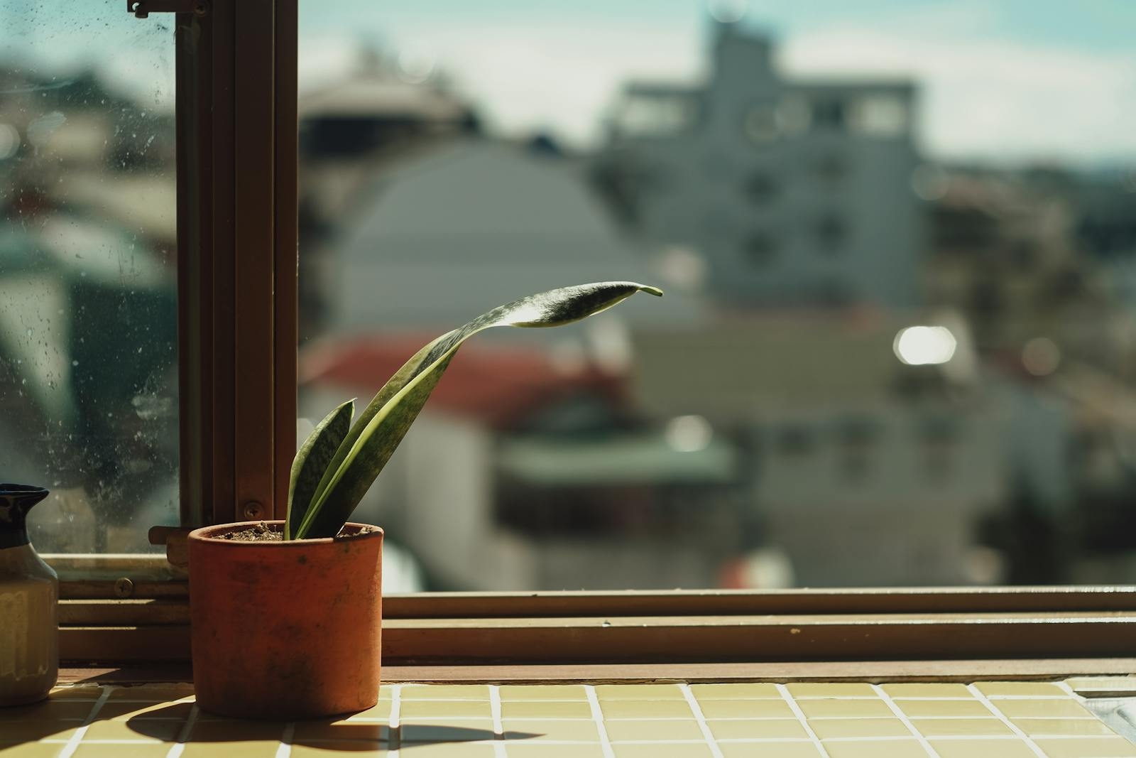 Close-up of a Sansevieria plant in sunlight by a window with urban background.